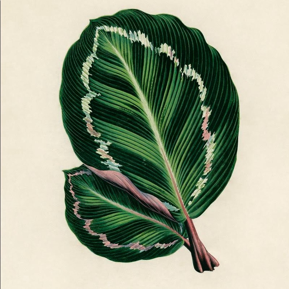 Set of 6 Framed Botanical Prints - Picture 3 of 6